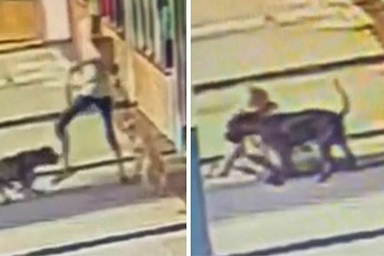 Morde un Pit Bull per salvare il suo cane: il gesto estremo di una 70enne