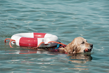 Cani bagnino salvano uomo travolto dalla corrente
