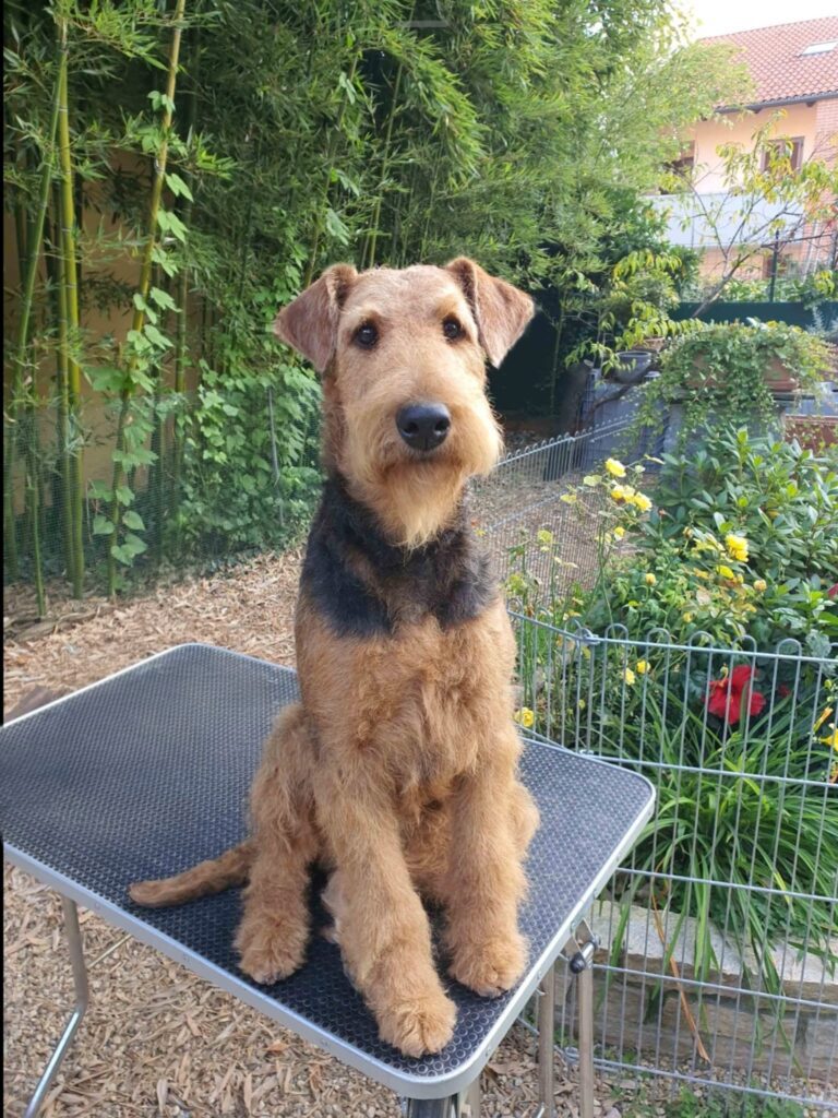 Cuccioli Airedale Terrier