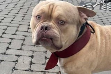 Non può imbarcare il cane in aereo: lo lascia su un taxi diretto a un rifugio