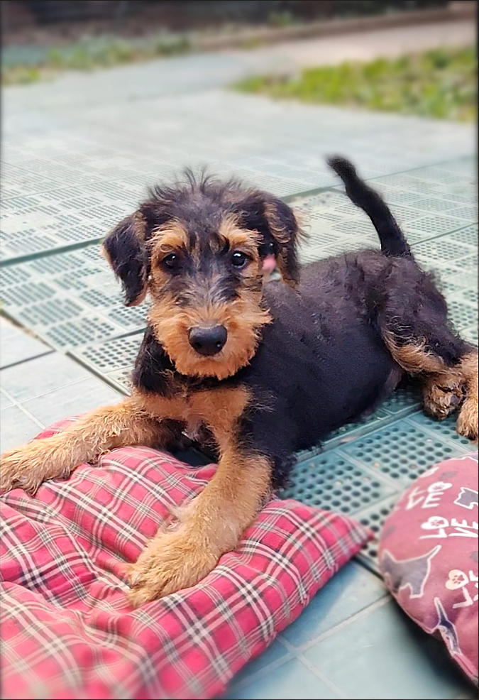 Cuccioli Airedale Terrier
