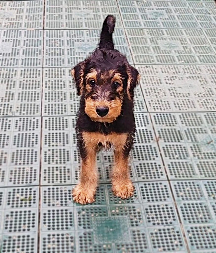 Cuccioli Airedale Terrier