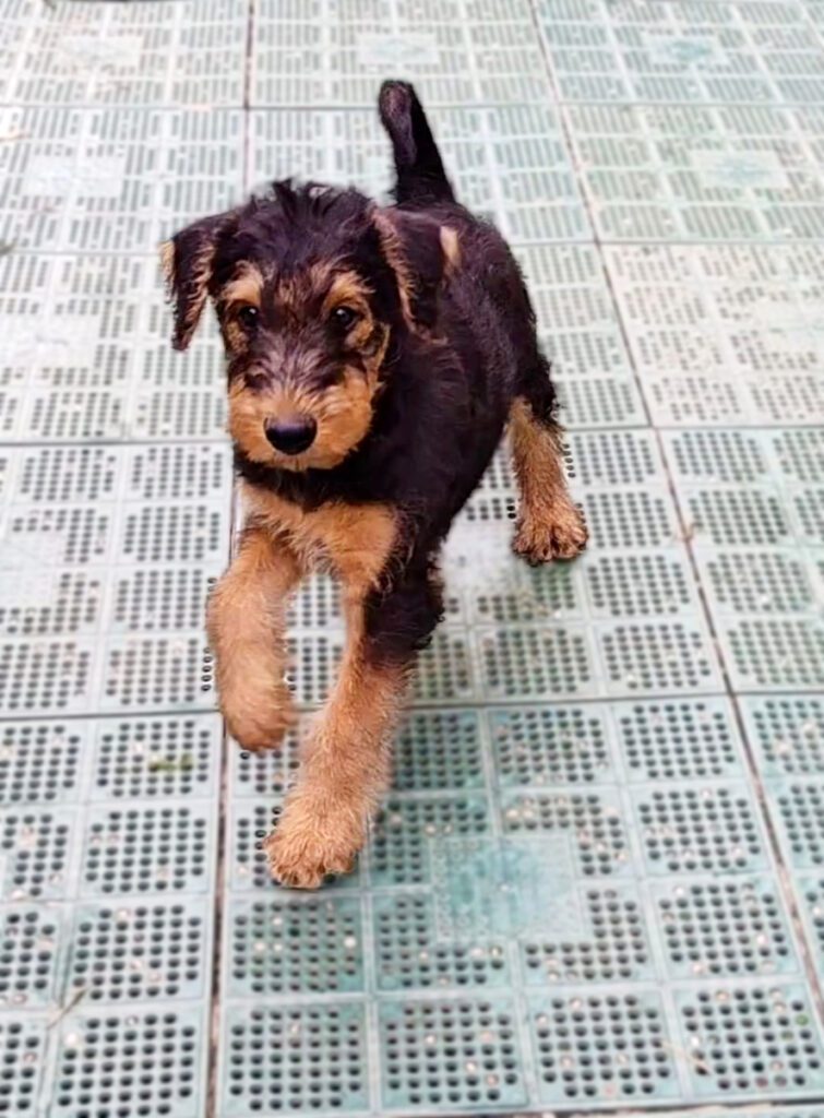 Cuccioli Airedale Terrier