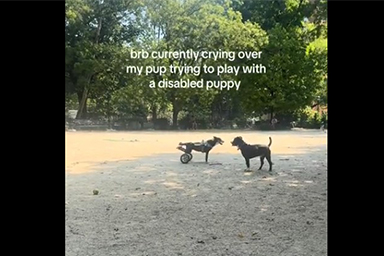 cane disabile