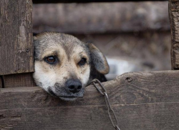 cane incatenato
