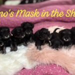Cuccioli di Schnauzer nano nero argento