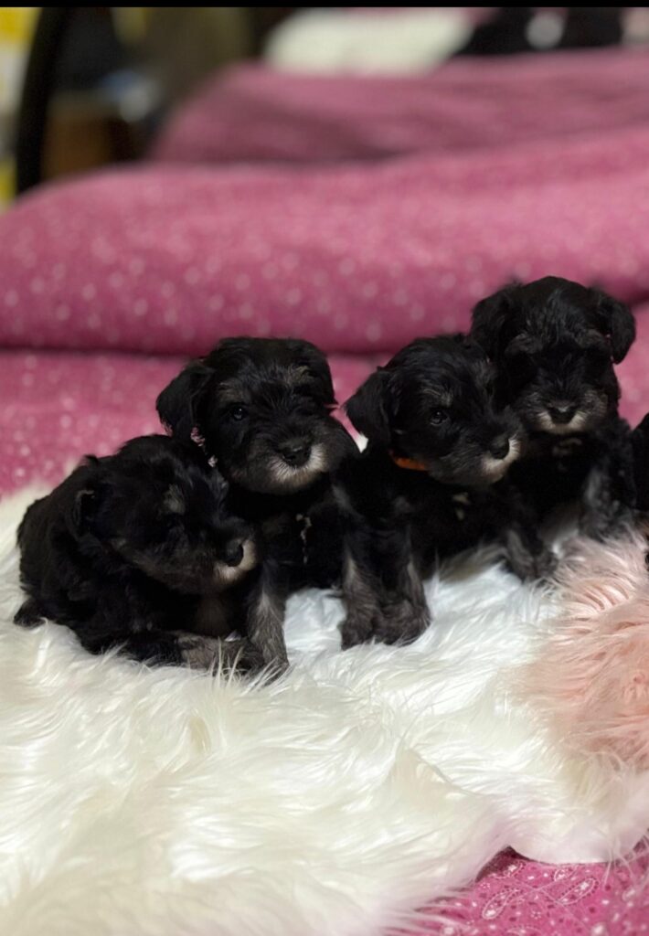 Cuccioli di Schnauzer nano nero argento