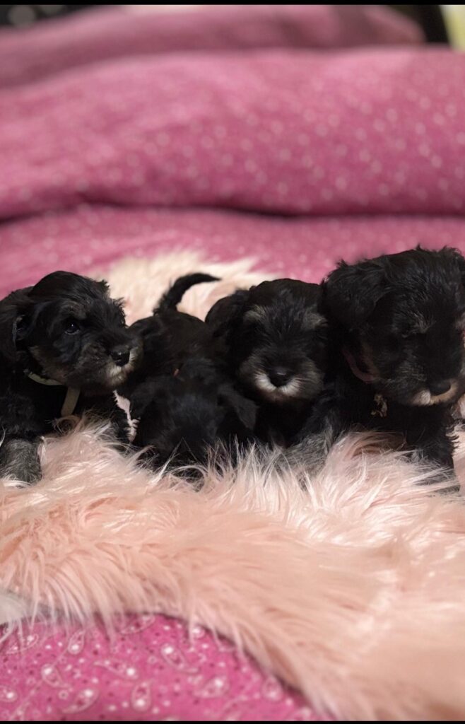 Cuccioli di Schnauzer nano nero argento