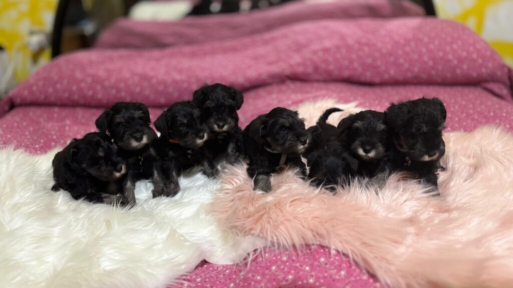 Cuccioli di Schnauzer nano nero argento