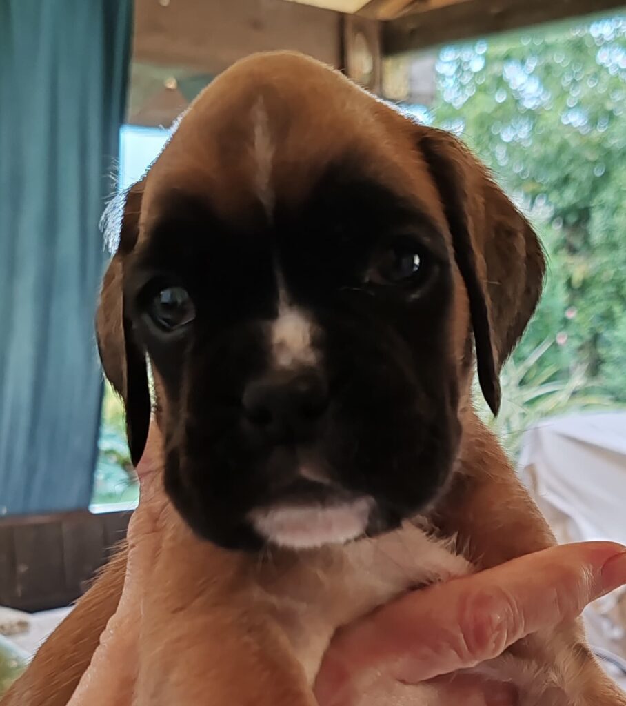 BOXER CUCCIOLI