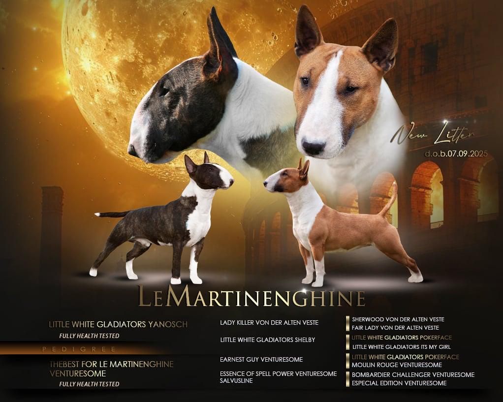 CUCCIOLI BULL TERRIER MINIATURA