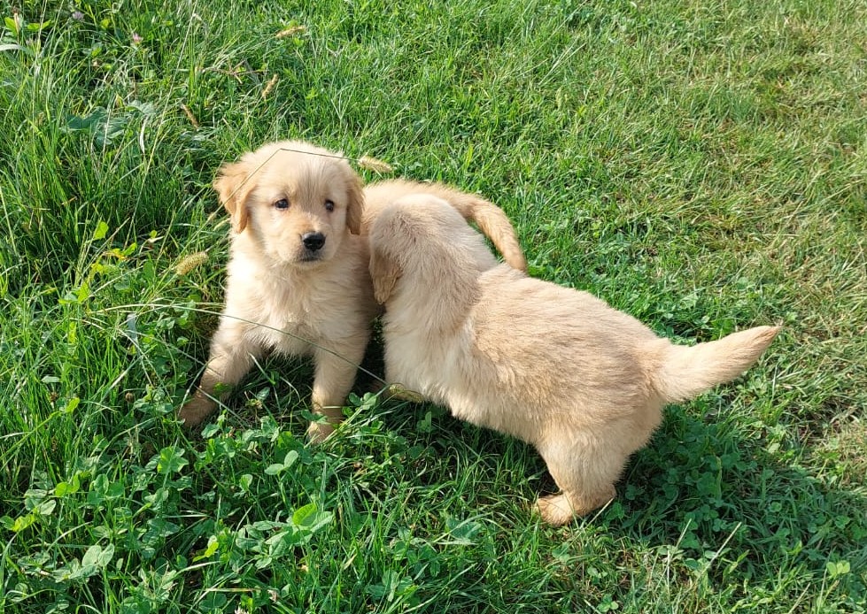 Cuccioli Golden Retriever linea americana