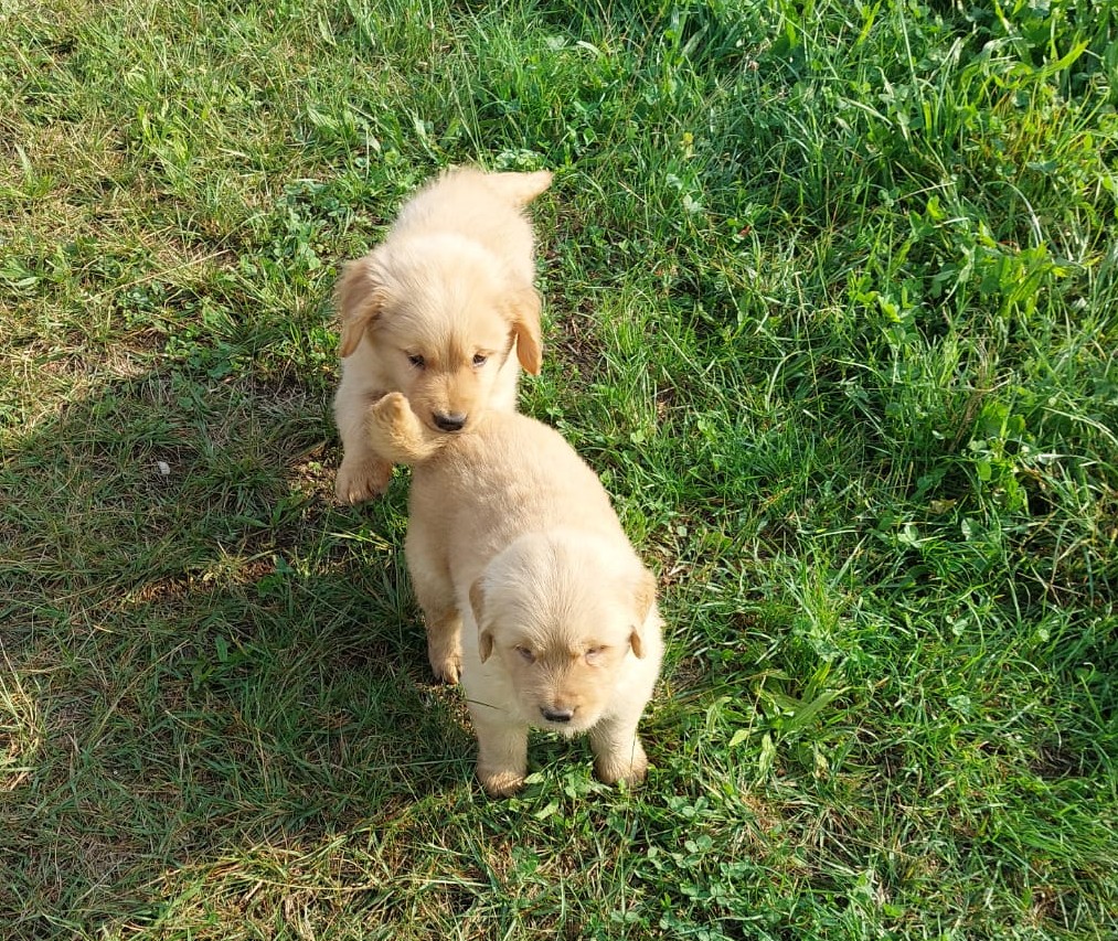 Cuccioli Golden Retriever linea americana