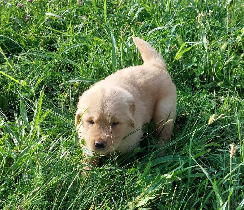 Cuccioli Golden Retriever linea americana