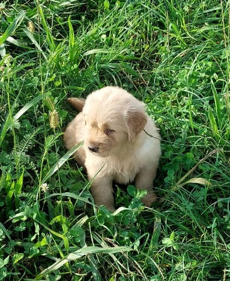 Cuccioli Golden Retriever linea americana
