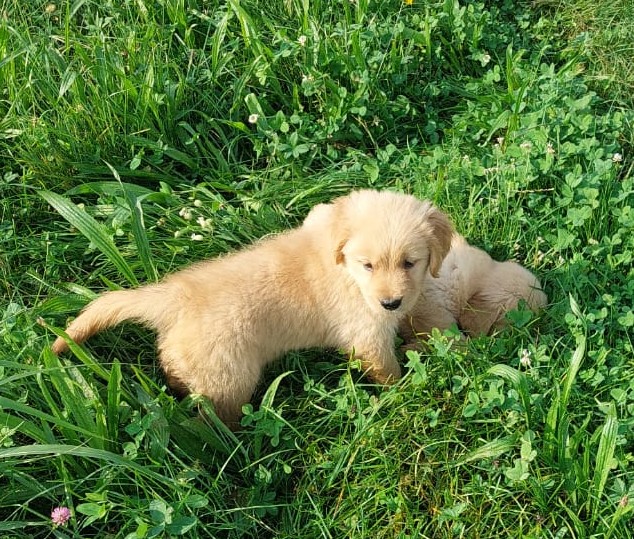 Cuccioli Golden Retriever linea americana