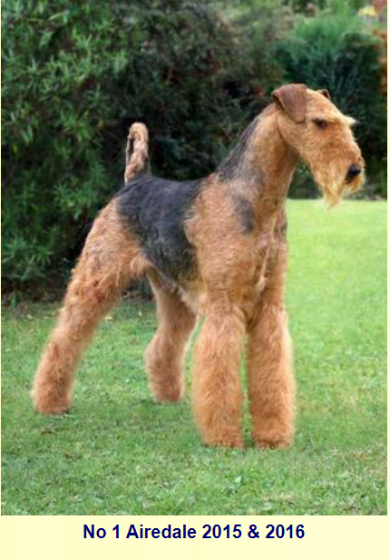 Cuccioli Airedale Terrier