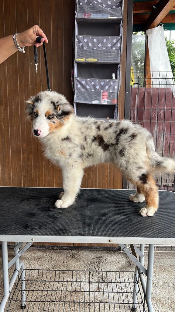 Australian shepherd
