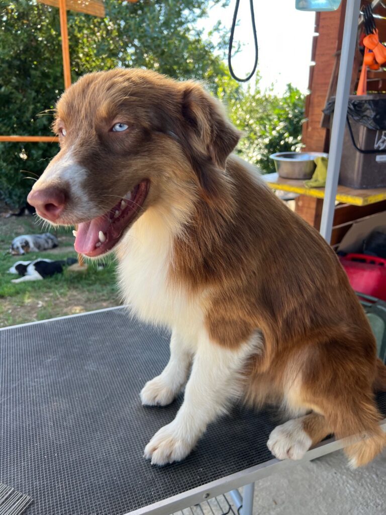 Australian shepherd