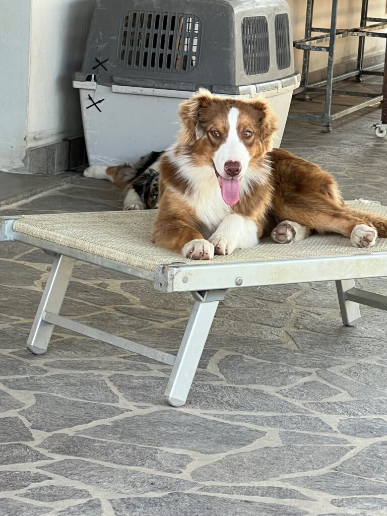 Australian shepherd