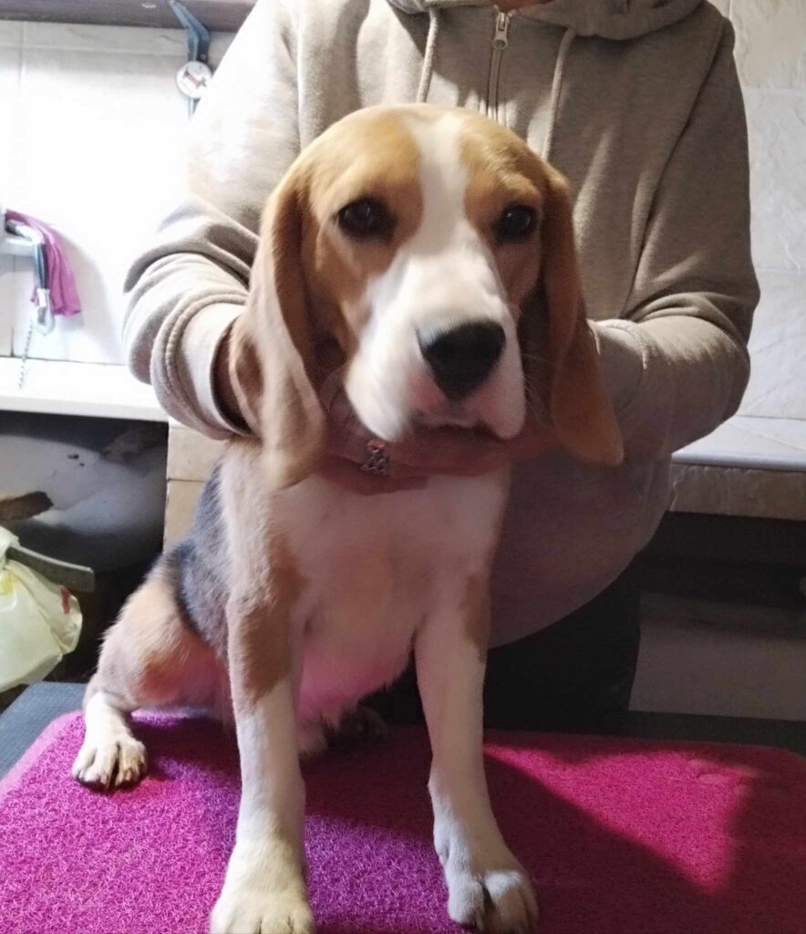 Beagle tricolore maschio 18 mesi rimborso spese