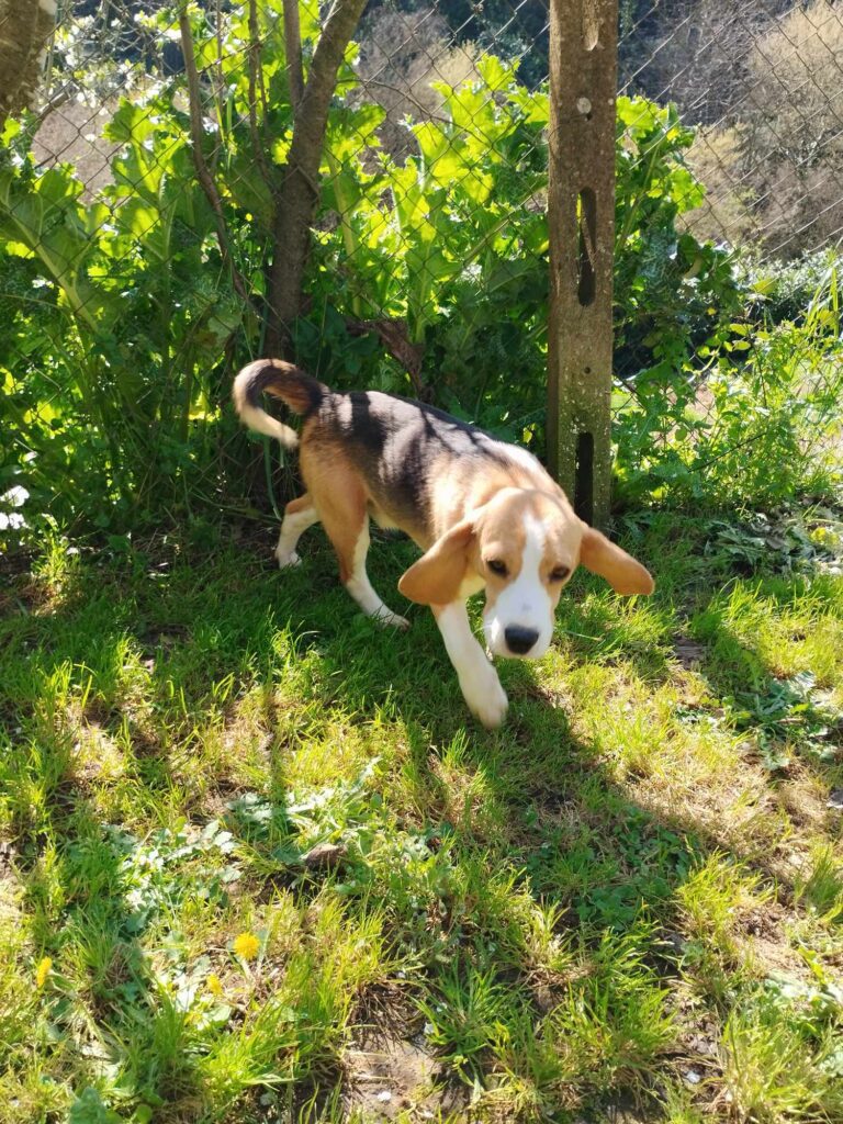 Beagle tricolore maschio 18 mesi rimborso spese