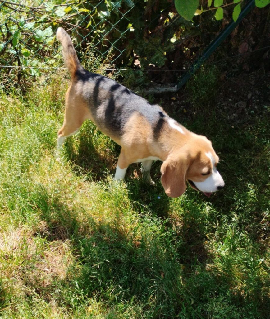 Beagle tricolore maschio 18 mesi rimborso spese