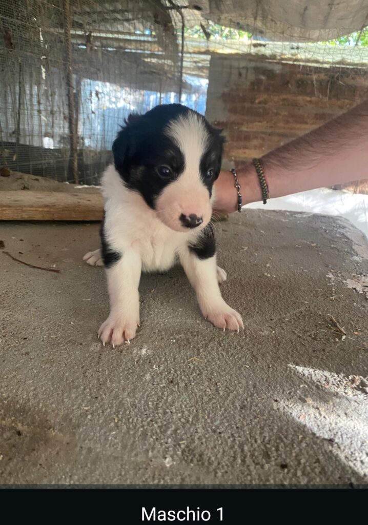 CUCCIOLI DI BORDER COLLIE PURI SENZA PEDIGREE