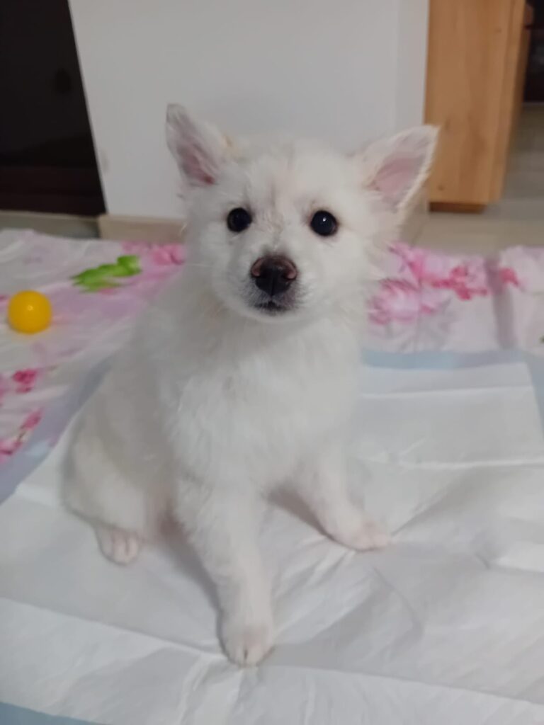 Cucciolli pomerania spitz