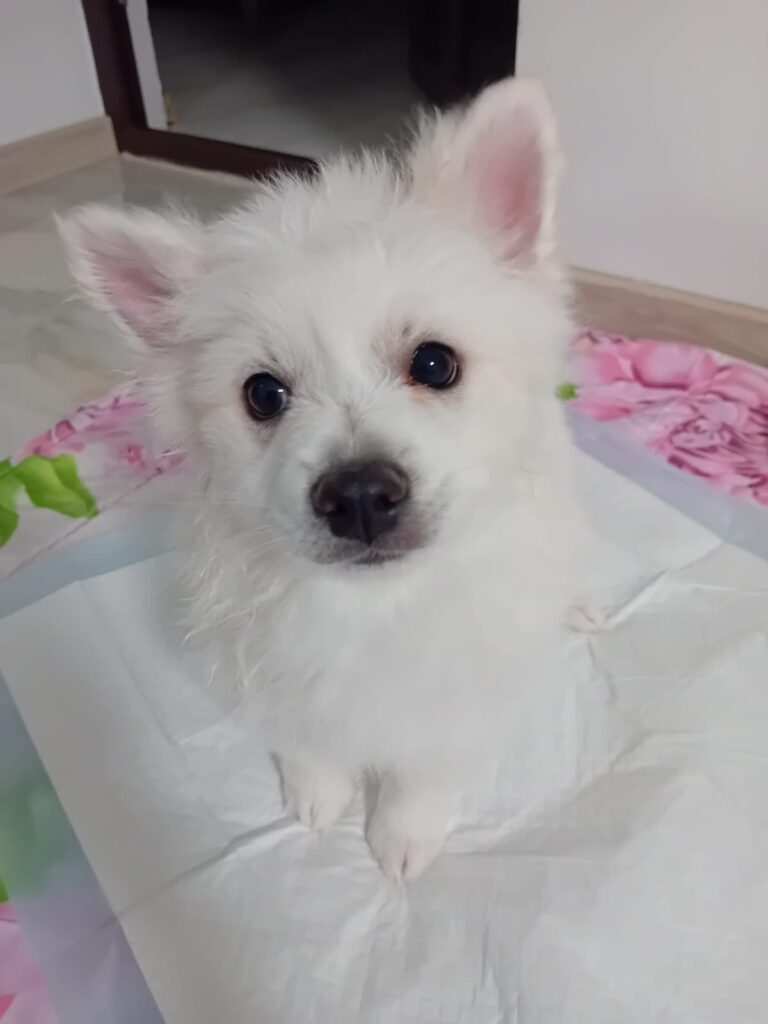 Cucciolli pomerania spitz