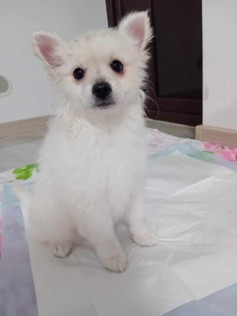Cucciolli pomerania spitz