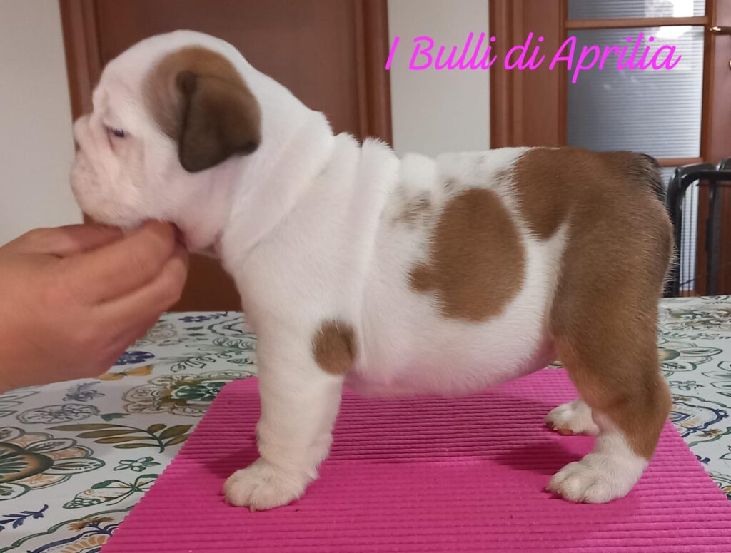 BULLDOG INGLESE