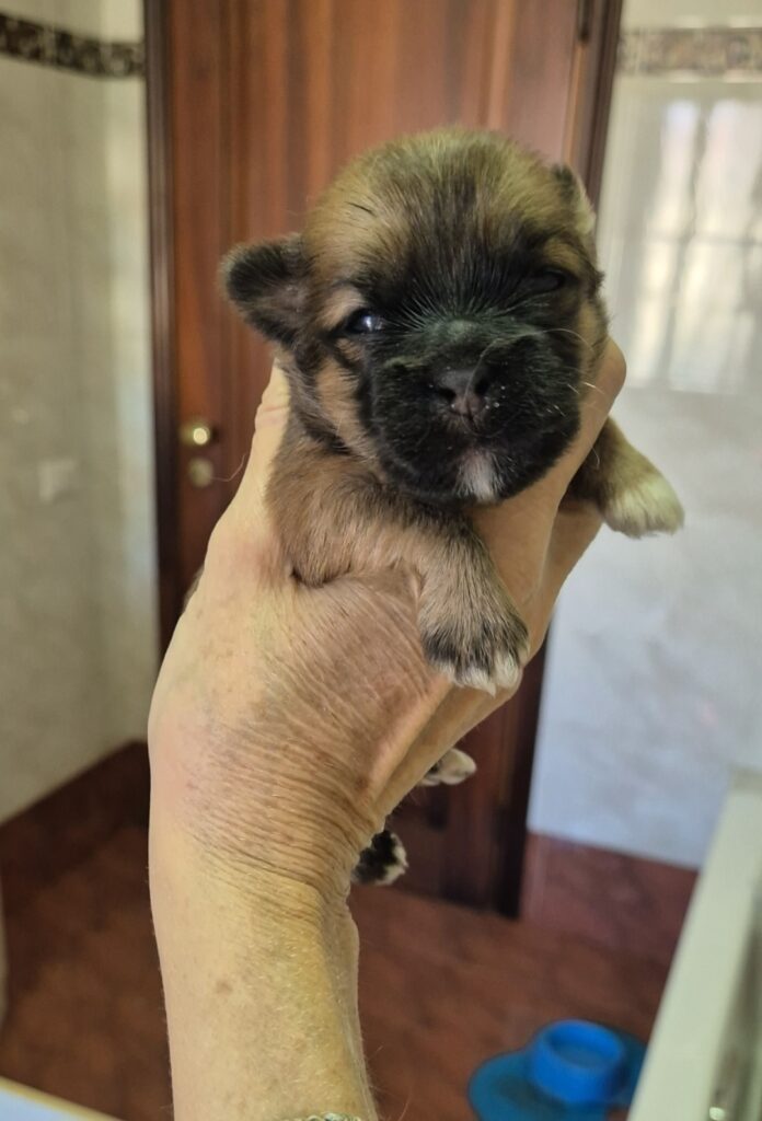 Cuccioli di Lhasa Apso