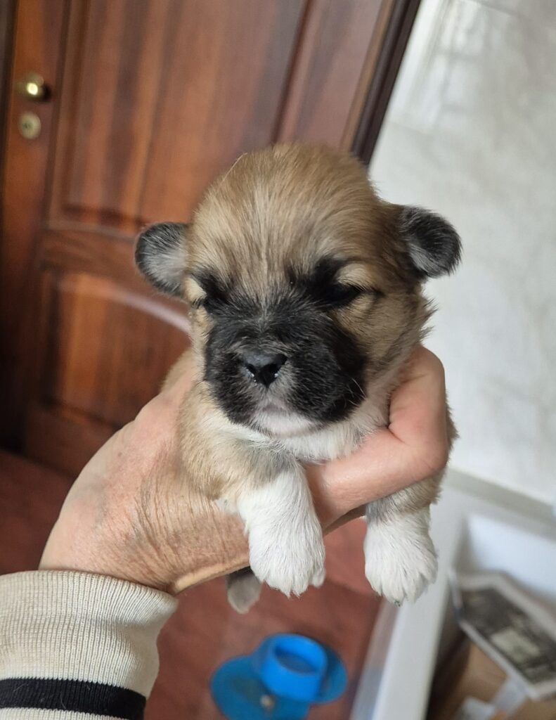 Cuccioli di Lhasa Apso