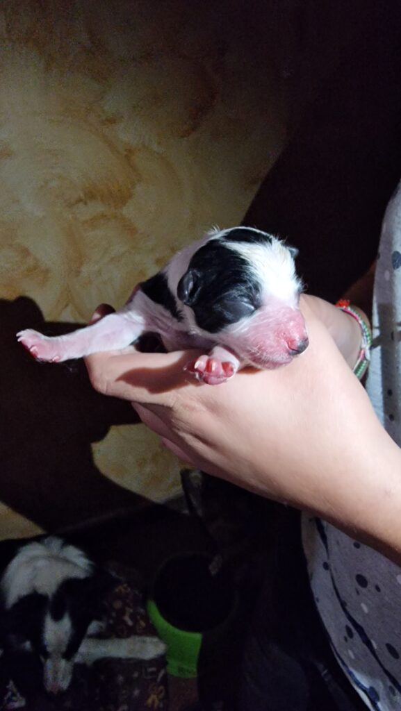 Cuccioli di border collie