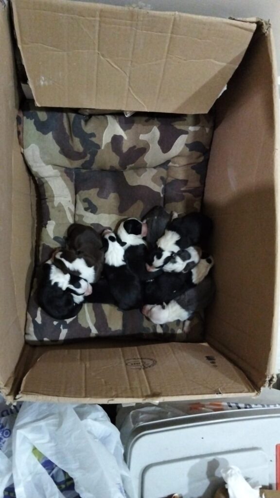 Cuccioli di border collie