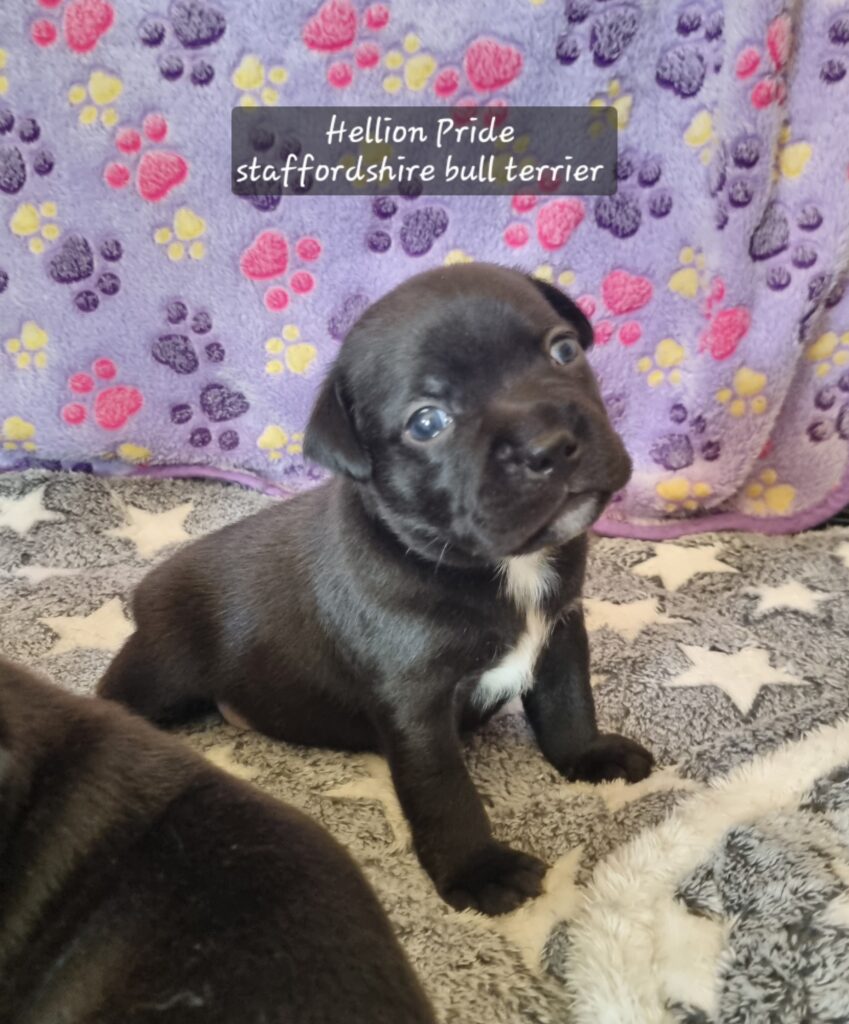 Staffordshire bull terrier cuccioli