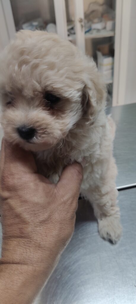 Cuccioli di barboncino mini mini toy