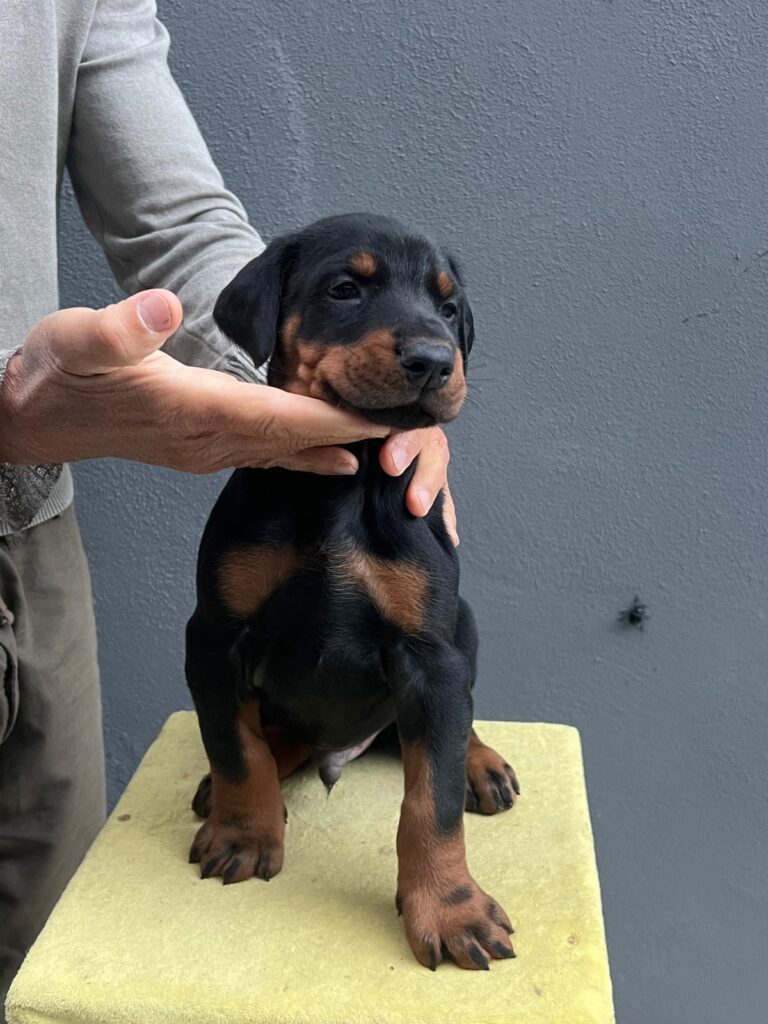 3  MASCHI DOBERMANN E 1 FEMMINA DOBERMANN DISPONIBILI