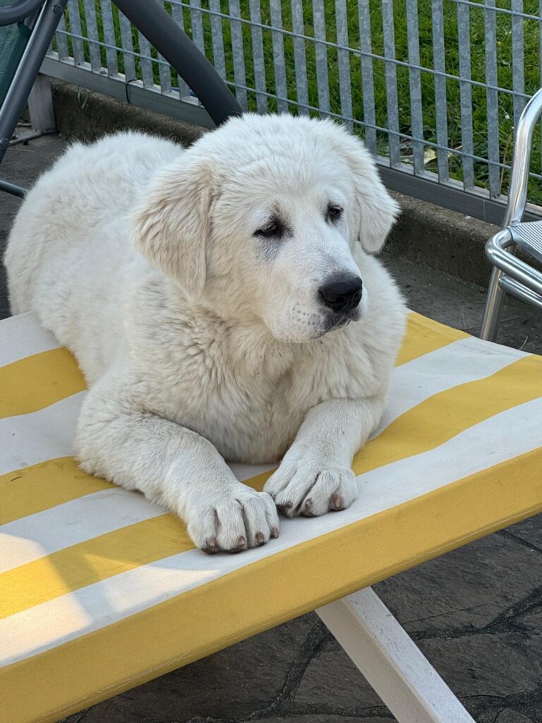 PASTORE ASIA CENTRALE