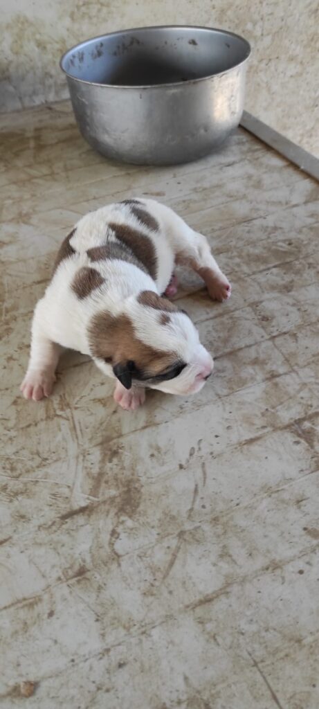 PASTORE ASIA CENTRALE