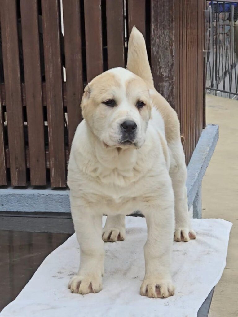 PASTORE ASIA CENTRALE