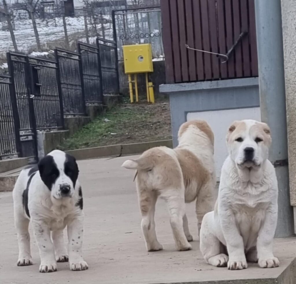 PASTORE ASIA CENTRALE