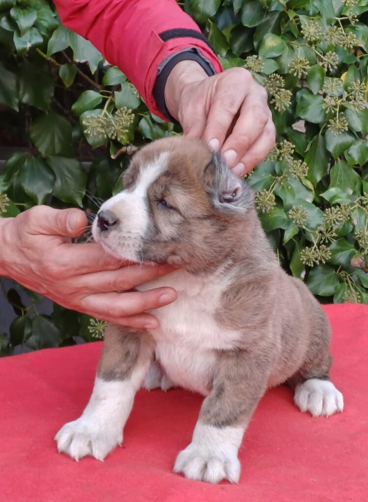 PASTORE ASIA CENTRALE