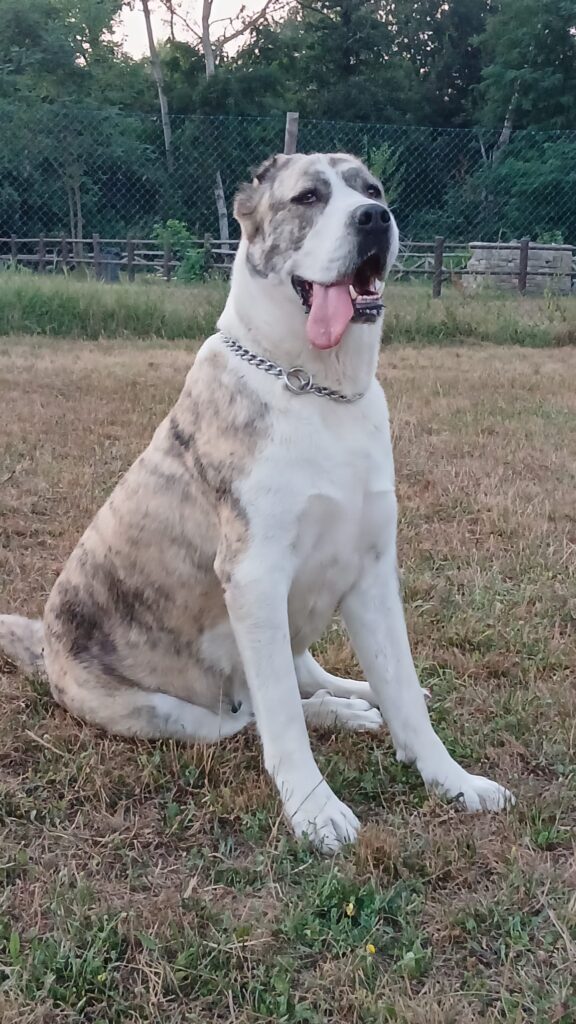 PASTORE ASIA CENTRALE