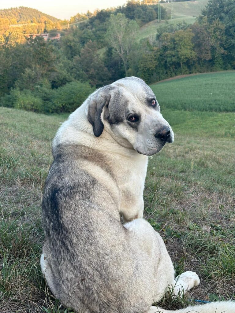 PASTORE ASIA CENTRALE