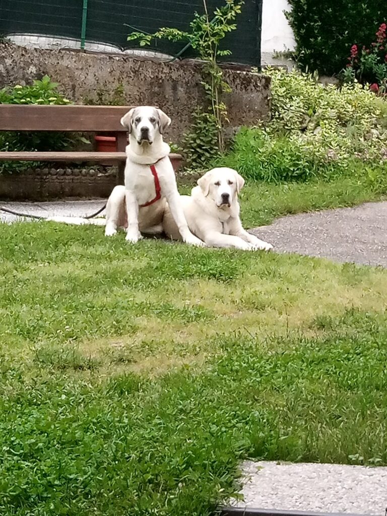 PASTORE ASIA CENTRALE