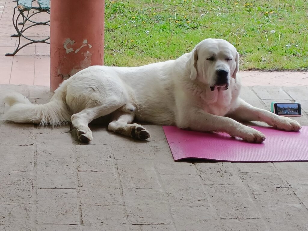 PASTORE ASIA CENTRALE