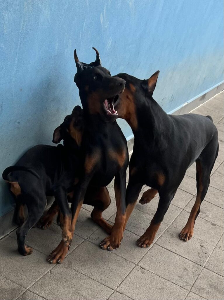 3  MASCHI DOBERMANN E 1 FEMMINA DOBERMANN DISPONIBILI