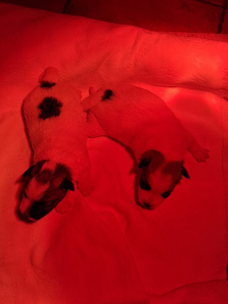 Cuccioli jack russel terrier